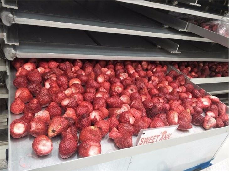 Freeze Dryer Equipment Lyophilized Powder Vacuum Lyophilized Beetroot Powder